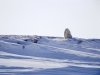 polar-bear-and-cubs-on-arctic-refuge-coastal-plain-2002