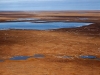 snow-geese-over-arctic-refuge-coastal-plain-2002